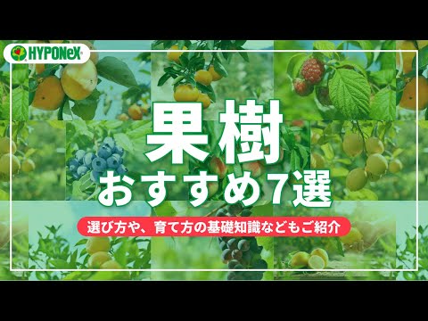 室内で果樹を育てるコツ【失敗しない品種選びと実をつける方法】