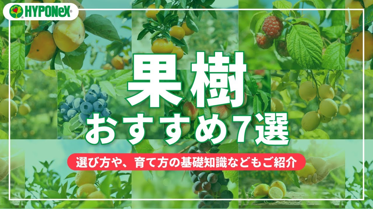 おすすめの果樹7選｜特長や基本的な育て方などもご紹介【SELECT】