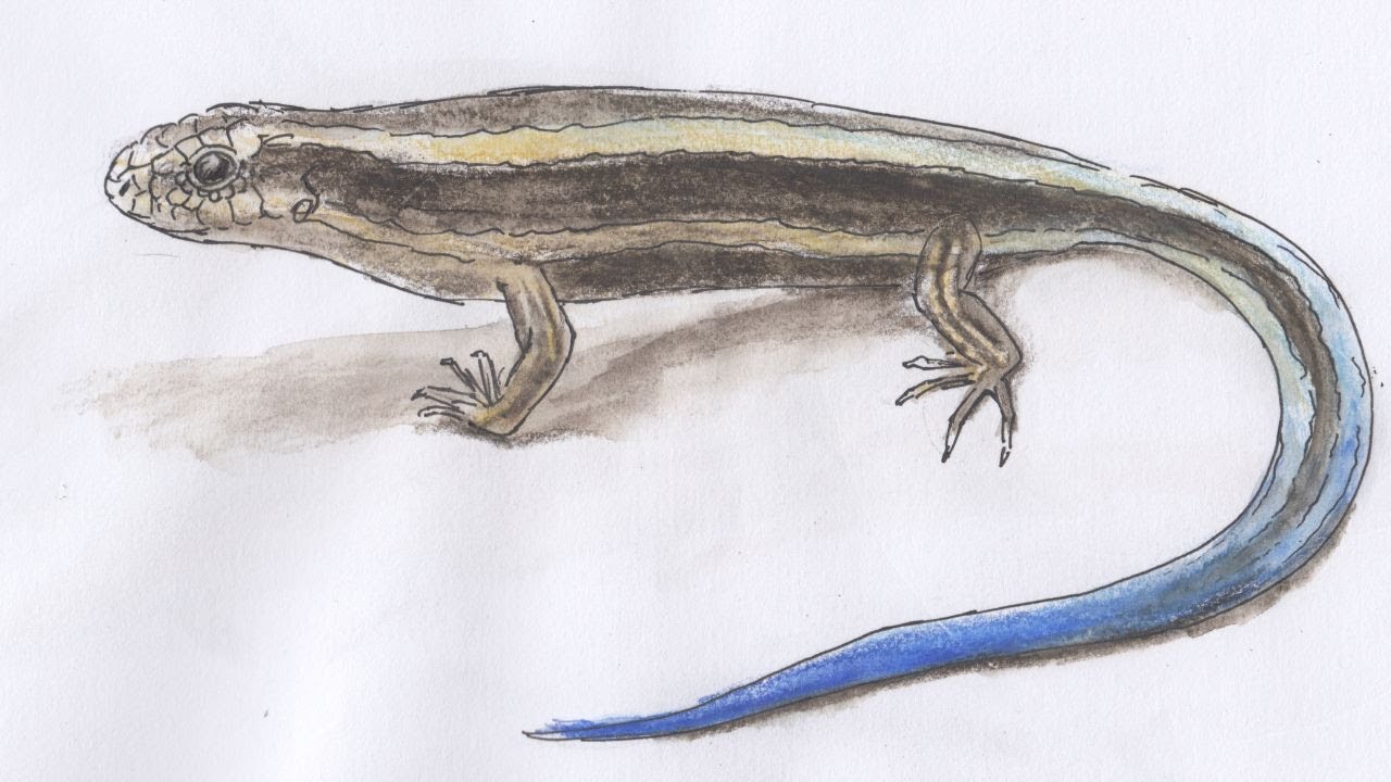 Japanese Skink/Animals] How to draw watercolor pencil and pen