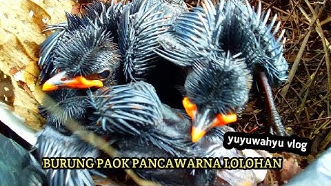 Petualang yuyu wahyu Meloloh 4 Anak Burung Paok Pancawarna Baru Nemu di Kebun