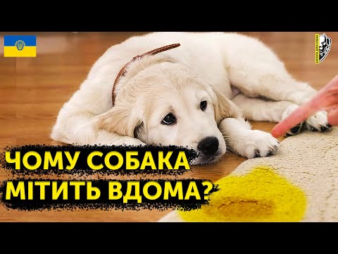 🇺🇦ЯК ВІДУЧИТИ СОБАКУ