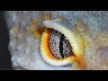 Episode 80 - Matt Baronak (Sasobek Reptiles)
