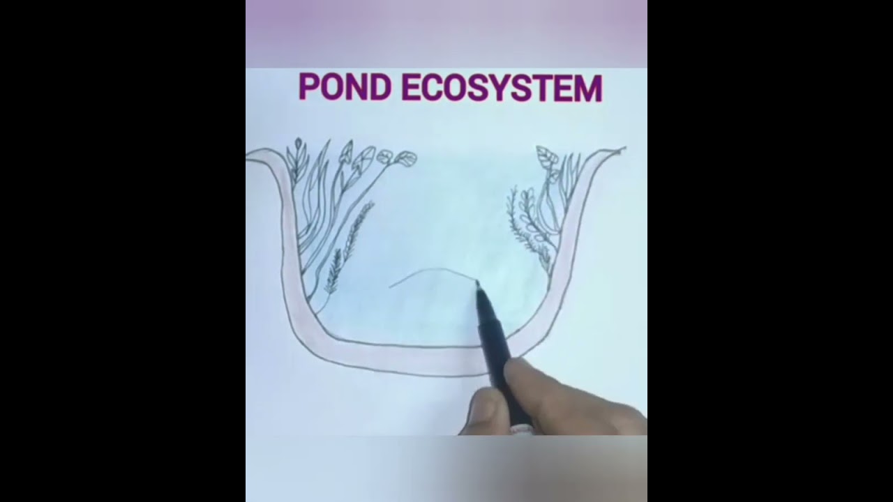 Ecosystem of a Pond Poster/art Print - Etsy