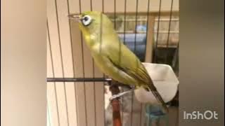 pleci lombok  ( kecial ) nembak kenari