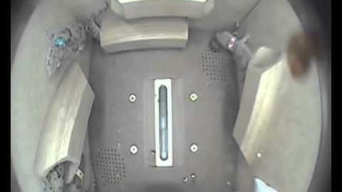 Space geckos play in zero gravity