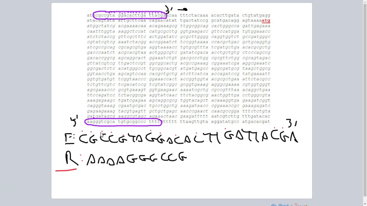 PCR ReversePrimer Design & Confirming T-DNA Disruption w/PCR