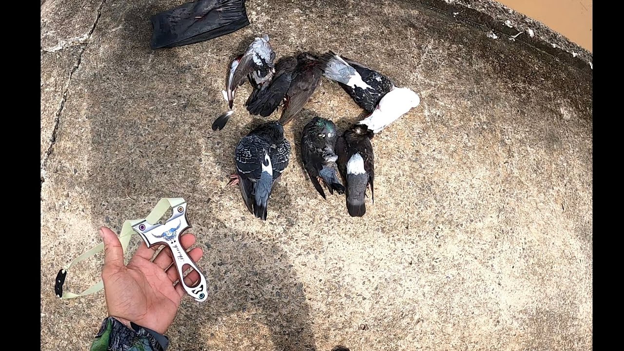 săn bồ câu hoang bàng ná cao su.(do có việc mình đăng chể ae xem vui vẽ.)