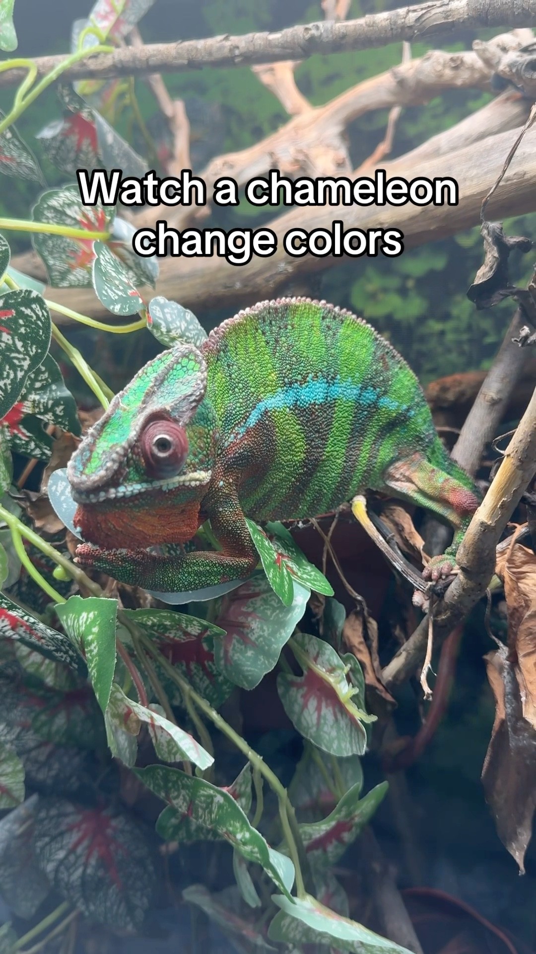 Chameleon changes colors!! - YouTube