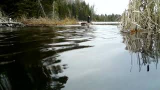 The Truth About Trail Camera Megapixels screenshot 5