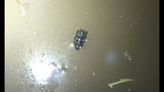 Этот жук может ходить под поверхностью воды, буквально