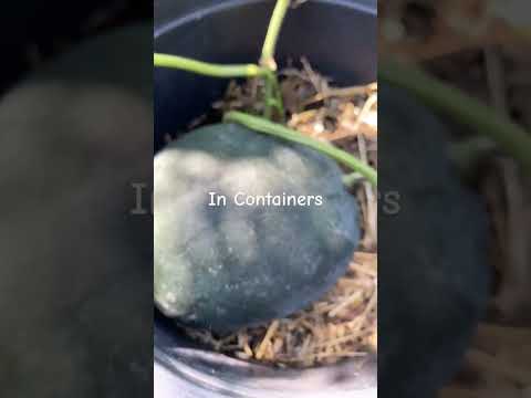 Video: Vodní melouny pro zónu 5: Pěstování vodních melounů v zahradách zóny 5