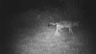 Coyotes marking 20100911 0110