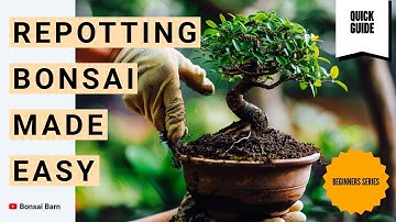 “Don’t Repot Your Bonsai Wrong! Essential Beginner Tips. Bonsai Trees For Beginners.”