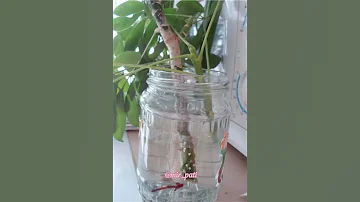 РАЗМНОЖЕНИЕ ШЕФФЛЕРЫ