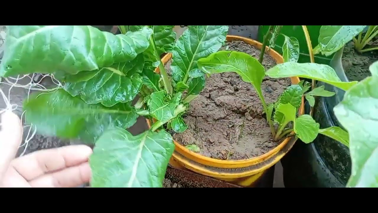  امطار شتوية جميلة والمتعه مع المزروعات ٢٦ كانون الثاني، ٢٠٢٦