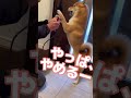 日本語がどんどん上手くなってる柴犬〜散歩には行きたいが首輪をはめるのは嫌なことをアピールする編〜#柴犬