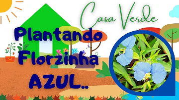 Como cuidar de trapoeraba azul?