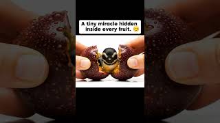 A tiny miracle hidden inside every fruitTitle