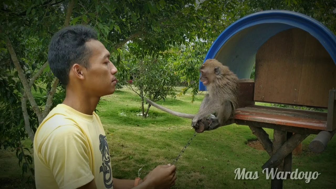 CARA KENALAN SAMA MONYET LIAR | How to acquaintance with monkey