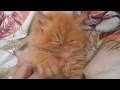 Очень милый рыжий  персидский котенок!)