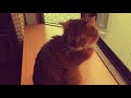 【猫の鳴き声、空と交信②】ネコのルーティン。somali cat routine exchange messages meow of a cat