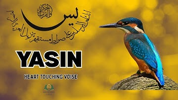 Soothing Surah Yasin for Deep Sleep, Inner Peace, Emotional Healing ✦ Surah Yaseen سورة يس