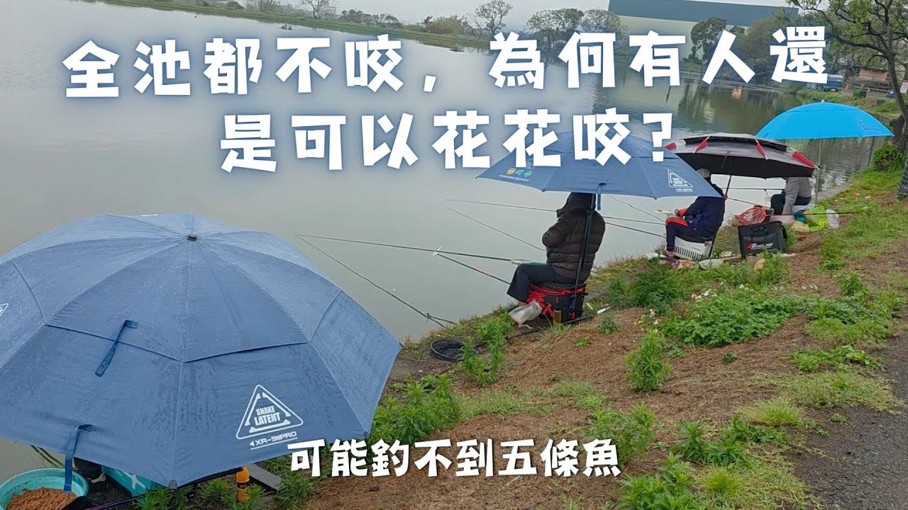 魚戰釣具-全場咬度極差的時候，有人仍會花花咬，為什麼？