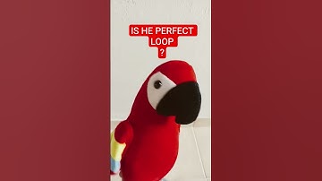 #perfectloop #perfect #loop #loops #shorts #short #shortvideo #shortsvideo #funny #parrot #toy #fun