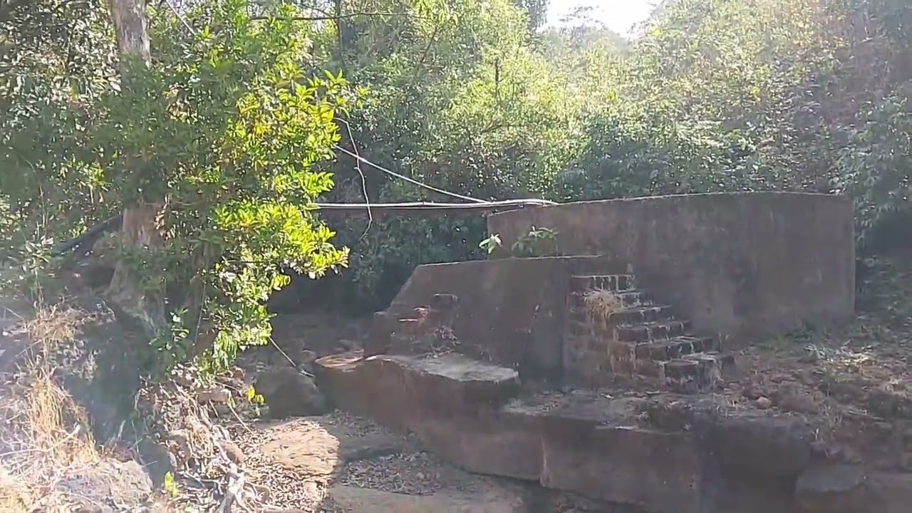 Ratnagiri Alphonso mango bag visit 