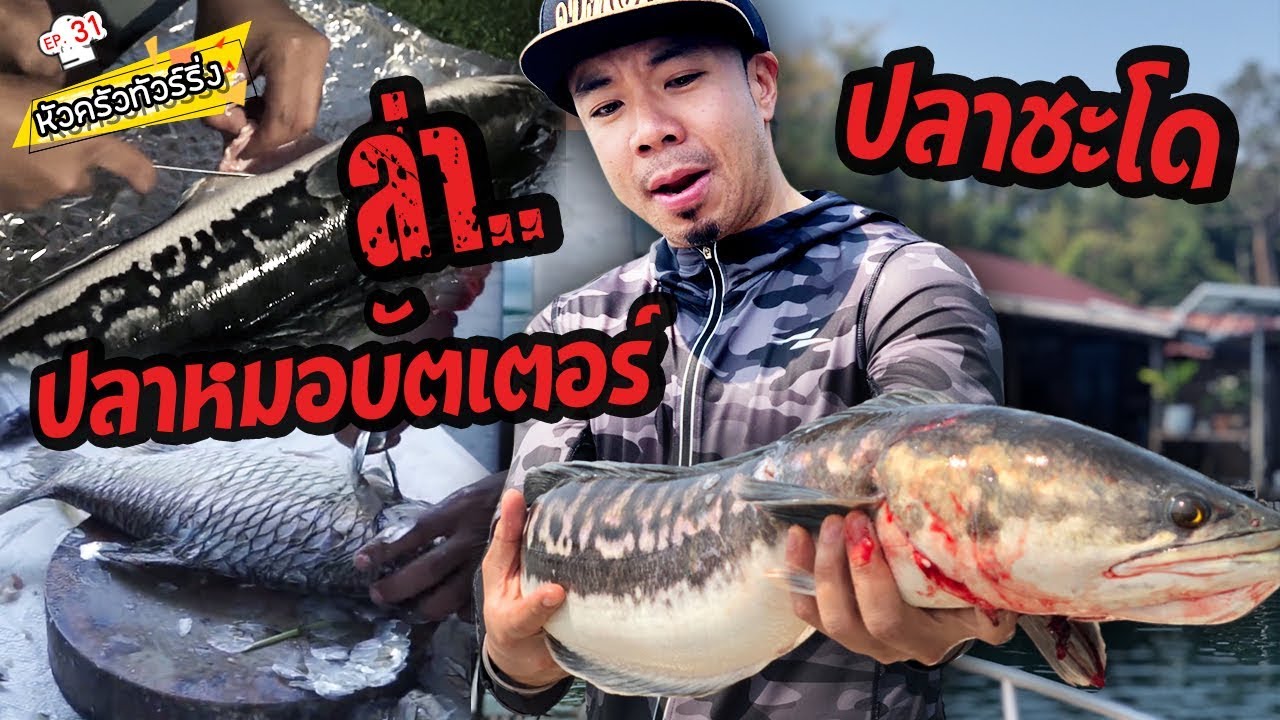 ล่าสด! ปลาหมอบัตเตอร์ & ปลาชะโด [หัวครัวทัวร์ริ่ง] EP.31