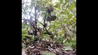 keseruan mikat burung kapas tembak ..