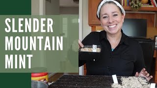 Do you want to know more about the native plant, Slender Mountain Mint?