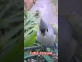 Some facts about the Tufted Titmouse #birdingparadise #birds #birdfeeder