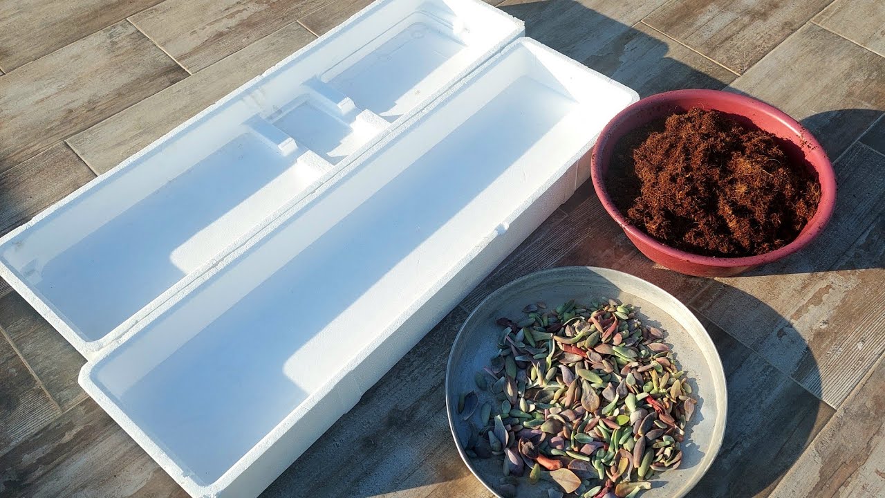 Dev Strafor Saksı, Cristata Sukulent Bebekleri Nasıl Ve Neden Oluyor Pandeminin Bana Kattıkları