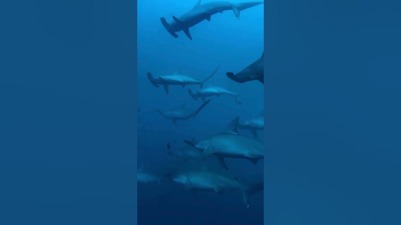 Hammerhead sharks are not dangerous to humans? 🥵🥵🥵 #shorts #trending