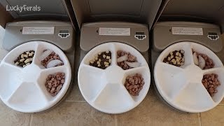 Petsafe 5 Meal Automatic Pet Feeder Product Review  Automatic Cat Food Feeder