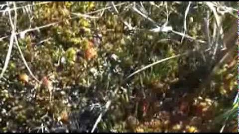 NAIT Boreal Research Institute Peatland Restoration