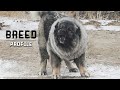 WOLF KILLER: Russian Prison Dog - The Caucasian Shepherd Dog. ALL WE KNOW ABOUT