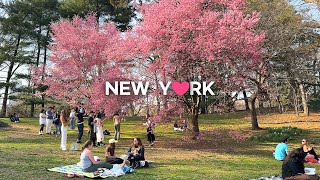 [4K]🇺🇸NYC Spring Walk🌸💐💮🌼: Central Park \& Upper East Side \/Austrian Café Sabarsky🍰☕Mar. 2024.