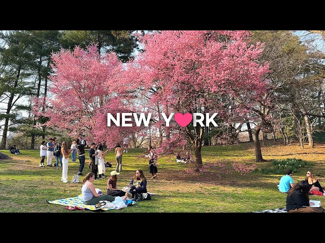 [4K]🇺🇸NYC Spring Walk🌸💐💮🌼: Central Park & Upper East Side /Austrian Café Sabarsky🍰☕Mar. 2024. class=