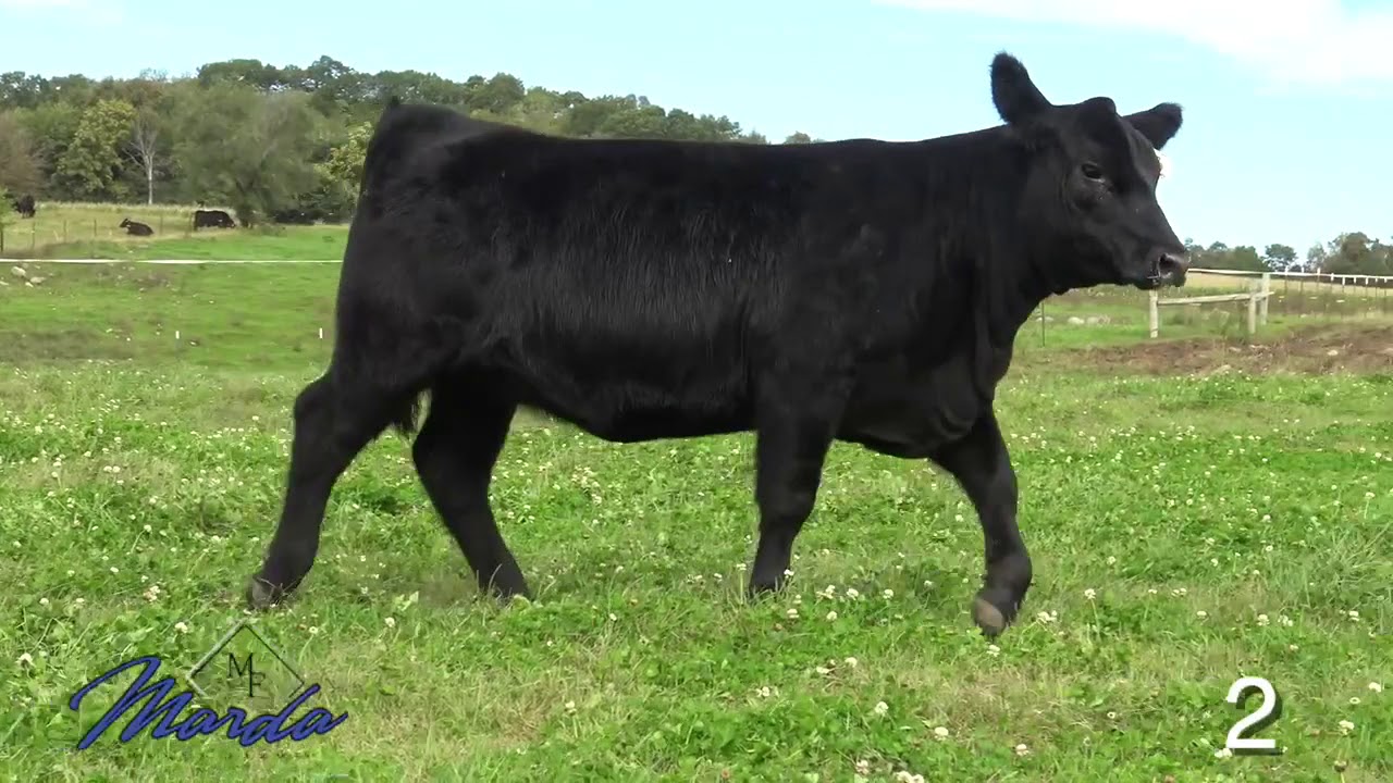 Black Angus Marda Angus Farms Lot 2