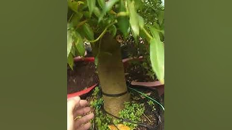 Cây Cóc Thái siêu to khổng lồ, sẵn trái