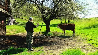 The Beauty of Simplicity: Living in Rural Transylvania