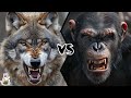 WOLF VS CHIMPANZEE - Who Would Win?