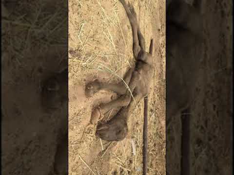 مسببات الإصعاد في المجترات