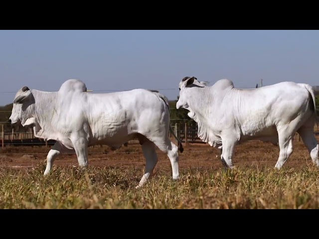 LOTE 44   GFC 826 834 mp4