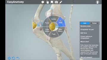 3D Canine Anatomy App for Veterinarians | EasyAnatomy