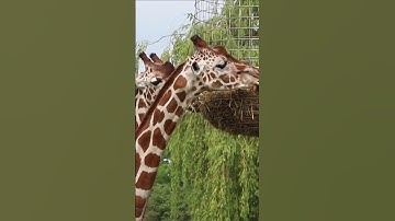 Animal sounds. Giraffe. Good Snack. Shorts