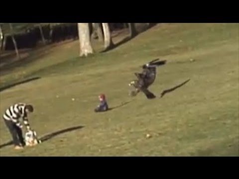 Crazy Eagle Grabbing Baby Viral Video is Fake