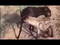 Wolf vs donkey fight | Animal fight | gadha aur bhediye Ki Ladai